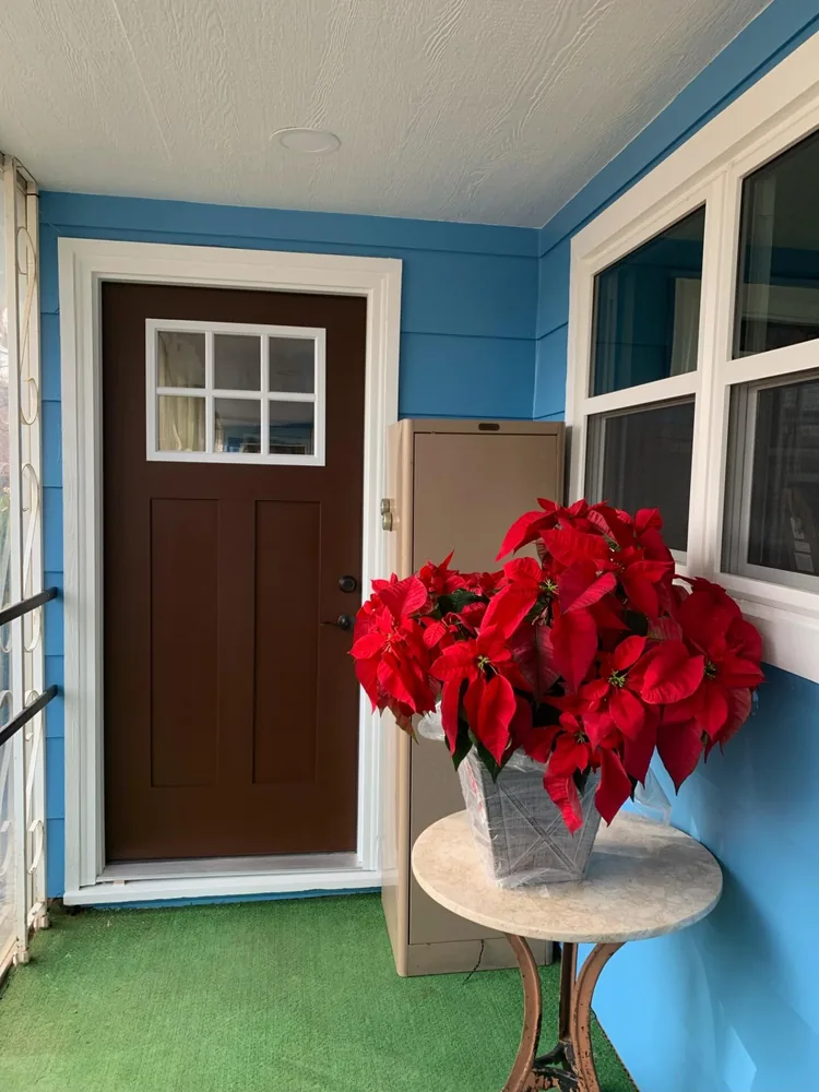 Brown six-panel entry door on a freshly painted blue porch with poinsettias